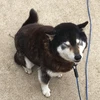 大好き犬