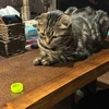 ありはお