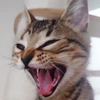 サイタマコ