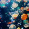 カナダのリスはBIG