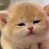 ぼにゃーる
