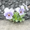 れん