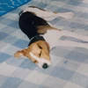 ココ