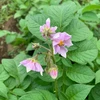 amama