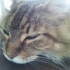 catspower