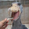 YO痛