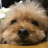 りーたんRisako