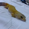 リョー