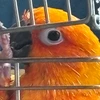 toropipi