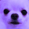 YY