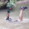 ハラペコザウルス