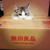 nyansuke220719