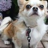 のり巻き