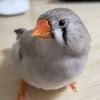 仮免博士