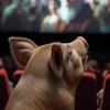 映画豚