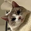 HuhCat