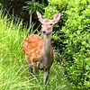 うたたたーん