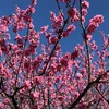 木