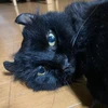 ホーランド33