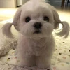 あにょ