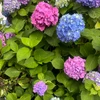 sumire