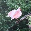 tototokiki