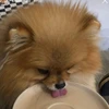 ポ