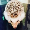 ryo