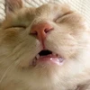 ユイ