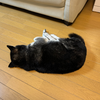 あだちたろう