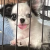 実里