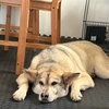 かえる