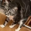 おがちゃん