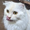 唐揚げ