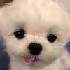 にゃんちゃん