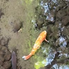カミヤベ