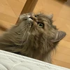 きっと猫
