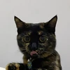 かのこ