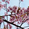 nadeshiko_s