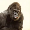 bold_gorilla