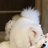 5歳のスヌーピー