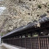 ふうか