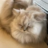 ダイゼン