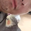 さるやん