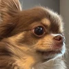 ピノチャンスキー