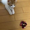 gaki