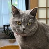 とんぶ