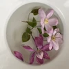 萌木