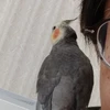 さるやん