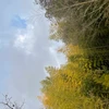 ume